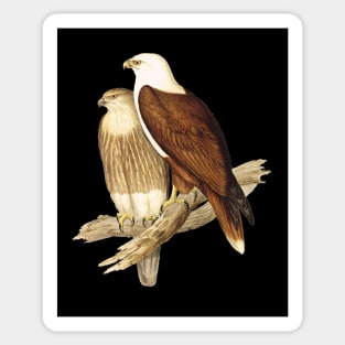 White Breasted Sea Eagle Sticker